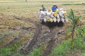 Vận chuyển lúa Hè Thu về sân ở xã Tân Phú , huyện Thanh Bình, Đồng Tháp. (Ảnh: Nguyễn Văn Trí/TTXVN)