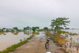 Nhiều diện tích lúa bị ngập do mưa lớn. (Nguồn: Báo Bình Thuận)