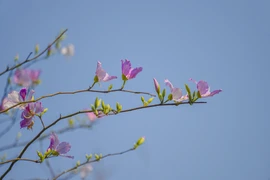 [Photo] Lung linh sắc hoa ban đầu mùa nơi thung lũng Mường Thanh