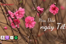 Có thể bạn chưa biết: Nguồn gốc và ý nghĩa của hoa Đào ngày Tết