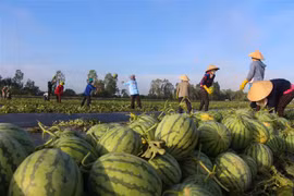 Thu hoạch dưa hấu tại Hậu Giang. (Ảnh: Hồng Thái/TTXVN)