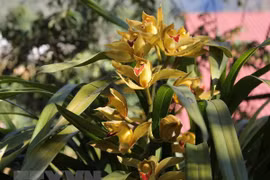 Hoa địa lan chơi Tết được nhiều người tiêu dùng ưa chuộng. (Nguồn: TTXVN)