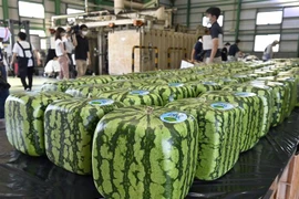 Nhân viên xếp những quả dưa hấu vuông tại Zentsuji, tỉnh Kagawa, miền Tây Nhật Bản. (Ảnh: Kyodo/TTXVN)