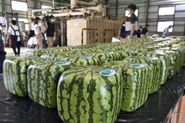 Nhân viên xếp những quả dưa hấu vuông tại Zentsuji, tỉnh Kagawa, miền Tây Nhật Bản. (Ảnh: Kyodo/TTXVN)