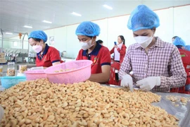 Công đoạn đóng gói hạt điều. (Ảnh: K GỬIH/TTXVN)
