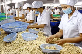 Chế biến hạt điều xuất khẩu. (Ảnh: Đình Huệ/TTXVN)