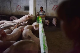 Lợn được nuôi tại trang trại ở tỉnh Hà Nam, Trung Quốc. (Ảnh: AFP/ TTXVN)