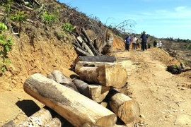 Nhiều khúc gỗ có đường kính lớn còn sót lại tại hiện trường. (Ảnh: Nguyên Linh/TTXVN)