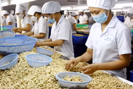 Chế biến hạt điều xuất khẩu. (Ảnh: Đình Huệ/TTXVN)