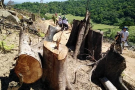 Nhiều cây cổ thụ bị lâm tặc đốn hạ còn trơ gốc. (Ảnh: Nguyên Linh/TTXVN)