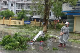 Dọn dẹp cây đỗ, gãy sau bão. (Ảnh: Đức Thọ/TTXVN)