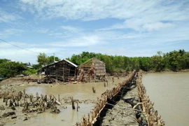 Sạt lở nghiêm trọng, người dân ấp Kim Quy phải gia cố bờ kè để chống chịu với sóng biển. (Ảnh: Lê Sen/TTXVN)