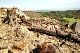 Những cây rừng có đường kính lớn bị lâm tặc chặt hạ. (Ảnh: Nguyên Linh/TTXVN)