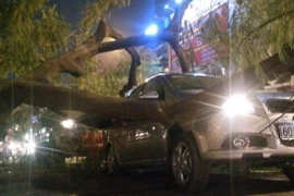 TP Hồ Chí Minh: Cây lớn bật gốc đè bẹp hai xe ôtô đang dừng đèn đỏ