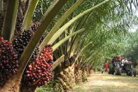 Sản xuất dầu cọ. (Nguồn: mylankaproperty.com)