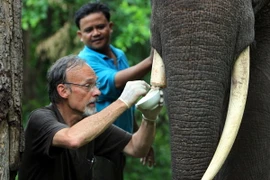 Chuyên gia điều trị sau khi cắt ngà cho voi Thoong Ngân. (Ảnh: Dương Giang/TTXVN)