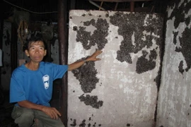 Bọ đậu đen bám dày đặc ở khắp mọi nơi trong nhà các hộ dân trên địa bàn xã Minh Long. (Ảnh: Đậu Tất Thành/TTXVN) 