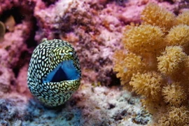 Một con lươn biển ở quần đảo Cocos, Ấn Độ Dương. (Nguồn: Sputniknews)