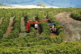 Sản lượng càphê Brazil giảm mạnh do ảnh hưởng của hạn hán 