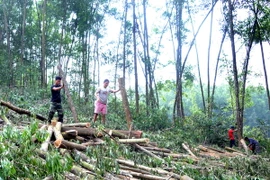 EU nhập khẩu nhiều hàng hóa nhất từ nạn phá rừng bất hợp pháp
