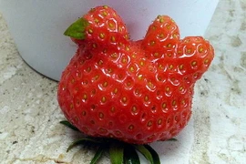 Quả dâu có hình con gà. (Nguồn: Daily Mail)