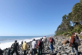 Các nhân viên bảo vệ môi trường và bờ biển tiếp tục tìm kiếm mảnh vỡ máy bay MH370 trên đảo Reunion ngày 10/8. (Nguồn: AFP/TTXVN) 