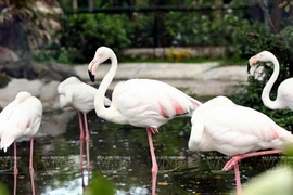 [Photo] Thảo Cầm Viên Sài Gòn- Nơi bảo tồn tự nhiên giữa thành phố