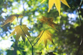 Lá phong ở Đà Lạt. (Ảnh: Xuân Mai/Vietnam+)