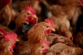 Video Hong Kong cách ly 17 người phòng cúm H7N9 lan rộng