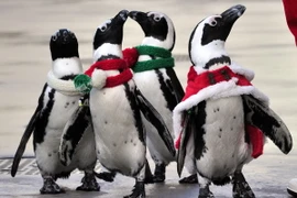 Chim cánh cụt Malaysia đến công viên nước của Việt Nam