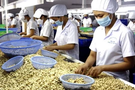 Đến năm 2020, tổng giá trị ngành điều sẽ đạt 2,5 tỷ USD 