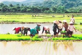 Nông nghiệp Việt “đủng đỉnh” tiến vào hội nhập sau gần 2 thập kỷ