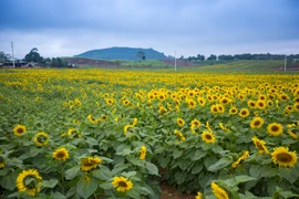 Đầu tháng Một, khi những cơn gió mùa Đông Bắc kéo về che kín cả bầu trời, không một tia nắng nào có thể lọt qua. Ấy vậy mà những bông hoa hướng dương cứ vươn mình khoe sắc vàng óng ả. (Ảnh: Minh Sơn/Vietnam+)