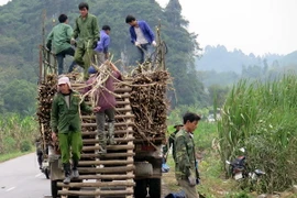 (Ảnh minh họa: Quang Đán/TTXVN)
