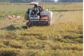 Nông dân tỉnh Bạc Liêu thu hoạch lúa Thu Đông. (Ảnh: Huỳnh Sử/TTXVN)