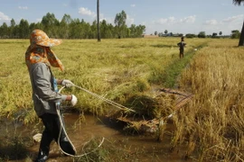 Thu hoạch lúa tại một cánh đồng ở làng Kob Sro, ngoại ô Phnom Penh ngày 5/12/2016. (Nguồn: AP/TTXVN)