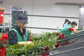 Hoa hồng Đà Lạt được phân loại trước khi chuyển đi tiêu thụ. (Ảnh: Nguyễn Dũng/TTXVN)