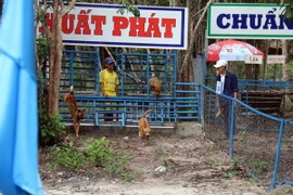 Đua chó xoáy ở Phú Quốc. (Ảnh: Lê Huy Hải/TTXVN)