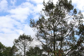 Hàng loạt cây sầu riêng dần rụng lá, khô cành khiến người dân vô cùng lo lắng. (Ảnh: Dương Giang/TTXVN)