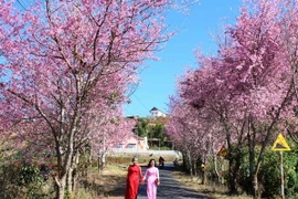 Hoa mai anh đào Đà Lạt. (Ảnh: Đặng Tuấn/TTXVN)