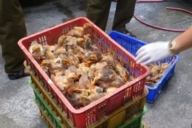 (Ảnh minh họa: Việt Hùng/TTXVN)