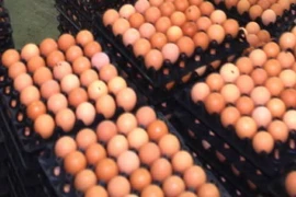 (Ảnh minh họa: Vũ Sinh/TTXVN)