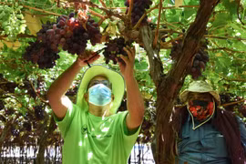 Thu hoạch nho ở Nam Phi. (Nguồn: fruitnet.com)