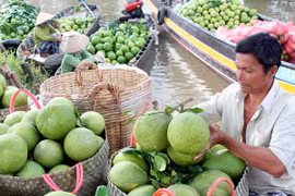 (Ảnh: Duy Khương/TTXVN)
