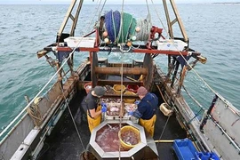 Liên minh châu Âu và Anh đạt thỏa thuận về hạn ngạch đánh bắt cá