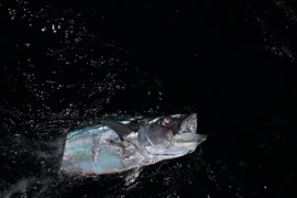 [Photo] Trải nghiệm thú vị khi săn cá đêm trên biển Trường Sa