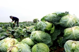 Bắp cải của người dân xã Vũ Vân, huyện Vũ Thư, tỉnh Thái Bình còn tồn đọng được các đơn vị, tổ chức, cá nhân “giải cứu”. (Ảnh: Thế Duyệt/TTXVN)