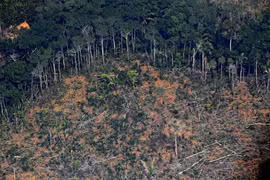 Một khoảng rừng Amazon ở bang Rondonia, miền Bắc Brazil bị tàn phá. (Ảnh: AFP/TTXVN)