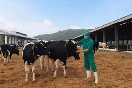 Đàn bò sữa hơn 2.100 con được Vinamilk nhập về từ Mỹ có gì đặc biệt?
