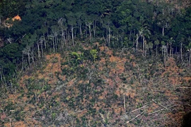 Một khoảng rừng Amazon ở bang Rondonia, miền Bắc Brazil bị tàn phá. (Ảnh: AFP/TTXVN)
